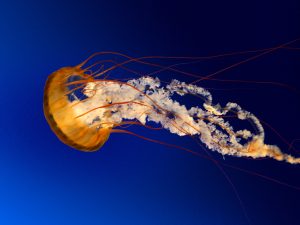 مجله خبری ایشومر Jellyfish-300x225 jellyfish  