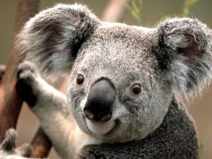 مجله خبری ایشومر Koala-300x225 koala  