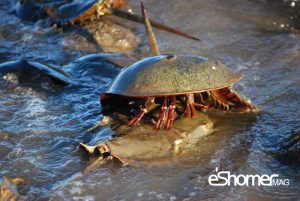 مجله خبری ایشومر horseshoe-crab-mag-eshomer-300x201 گران‌ترین مایعات دنیا در محیط اطراف ما تكنولوژی نوآوری  مایعات گران‌ عقرب شاه دنیا خون خرچنگ جیوه ترین انسولین انسان اطراف  