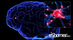 مجله خبری ایشومر neuralstructure-mag-eshomer-300x165 آسیب های جدی مغز بر اثر غذا خوردن درنیمه شب سبک زندگی سلامت و پزشکی  نیمه شب نیمه مغز غذا شب در خوردن جدی اثر آسیب های آسیب 