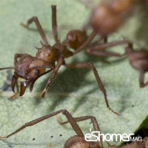 ساخت منحصربفردترین آنتی‌بیوتیک‌ توسط مورچه ها