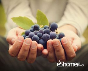 خواص درمانی خواص ضدسرطانی میوه ها بر اساس رنگ در میوه درمانی 1