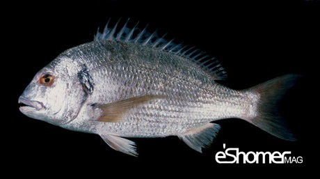 شناخت و نحوه پخت انواع ماهی جنوب در آموزش آشپزی ، ماهی سبیتی