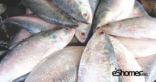 شناخت و نحوه پخت انواع ماهی جنوب در آموزش آشپزی ، ماهی صبور