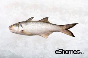 شناخت و نحوه پخت انواع ماهی جنوب در آموزش آشپزی، ماهی راشگو