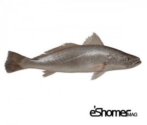 شناخت و نحوه پخت انواع ماهی جنوب در آموزش آشپزی ، ماهی شوریده