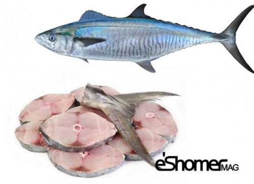 شناخت و نحوه پخت انواع ماهی جنوب در آموزش آشپزی ، ماهی شیر