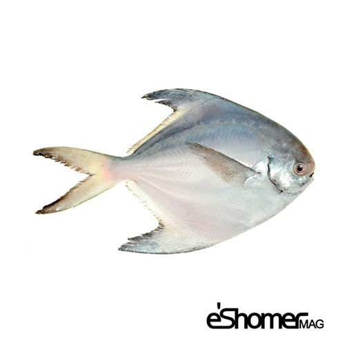 شناخت و نحوه پخت انواع ماهی جنوب در آموزش آشپزی،حلوای سفید (زبیدی)