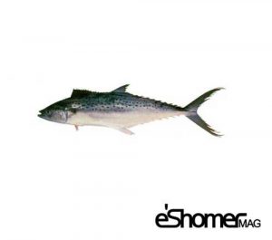 شناخت و نحوه پخت انواع ماهی جنوب در آموزش آشپزی ، ماهی غباد