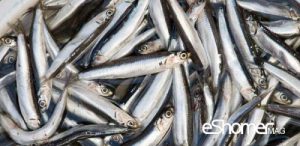 شناخت و نحوه پخت انواع ماهی جنوب در آموزش آشپزی ، ماهی متو
