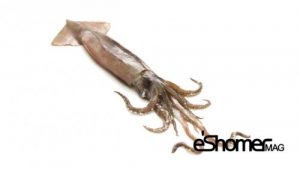 مجله خبری ایشومر شناخت-و-نحوه-پخت-انواع-ماهی-جنوب-در-آموزش-آشپزی-،-ماهی-مرکب-مجله-خبری-ایشومر-1-300x169 شناخت و نحوه پخت انواع ماهی جنوب در آموزش آشپزی ، ماهی مرکب آشپزی و غذا سبک زندگی  نحوه پخت انواع ماهی مرکب ماهی جنوب ماهی آموزش آشپزی 