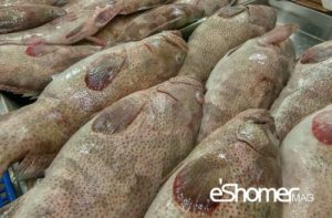 شناخت و نحوه پخت انواع ماهی جنوب در آموزش آشپزی ، ماهی هامور