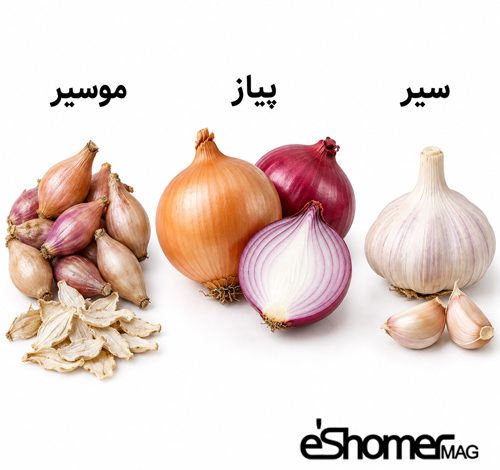 تفاوت موسیر ، پیاز و سیر